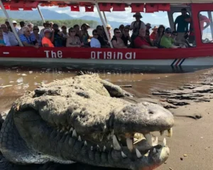 Croc Tour